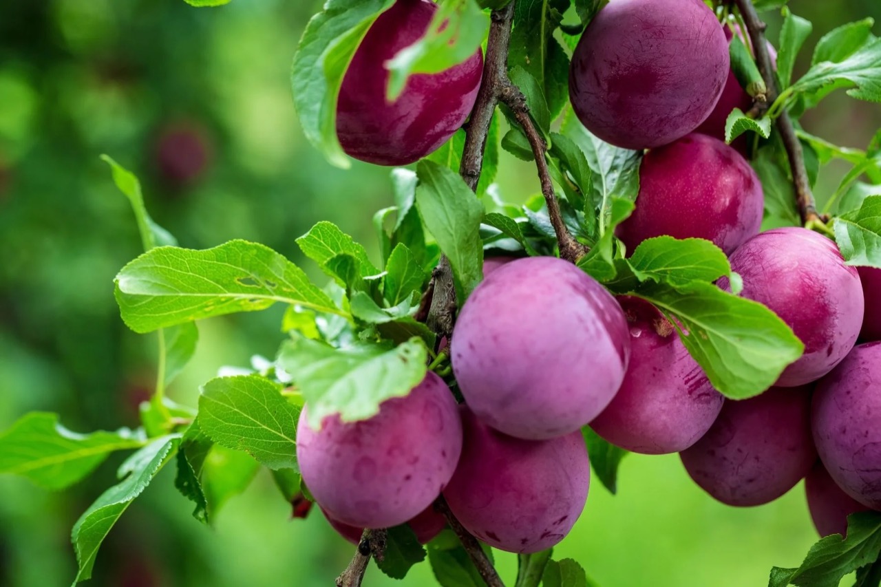 Bearing Fruit: The Mark of a Biblical Disciple